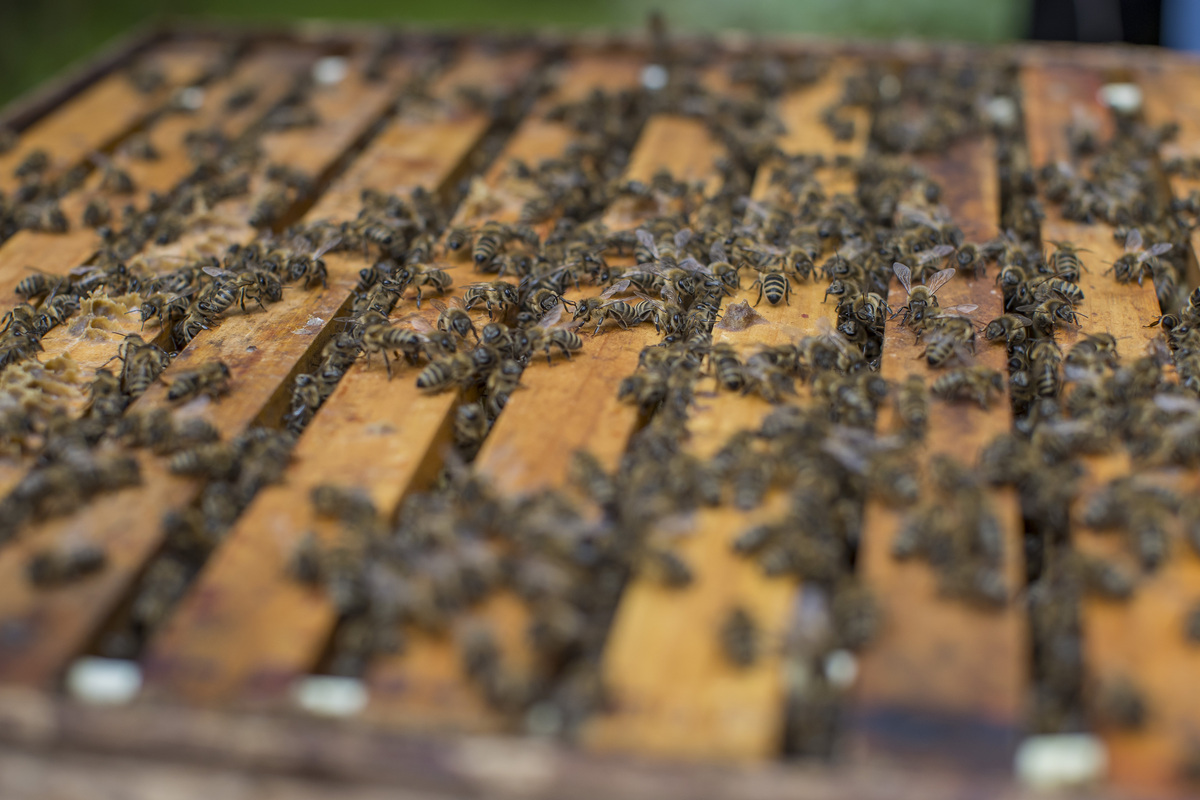 Caritas 'RefuBees' Altenpension in Elsbethen Foto: Neumayr/Leopold 01.08.2023